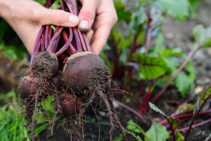 Beet Root