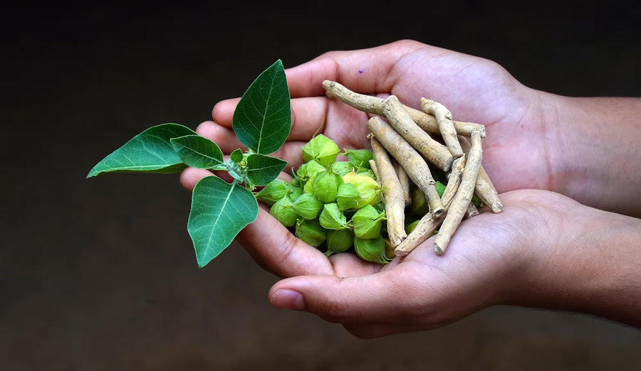 Ashwagandha KSM-66®